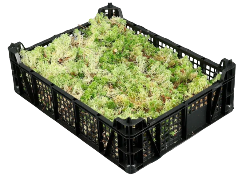 Media Caja De Musgo Vivo Sphagnum - Se Envia Sin Caja