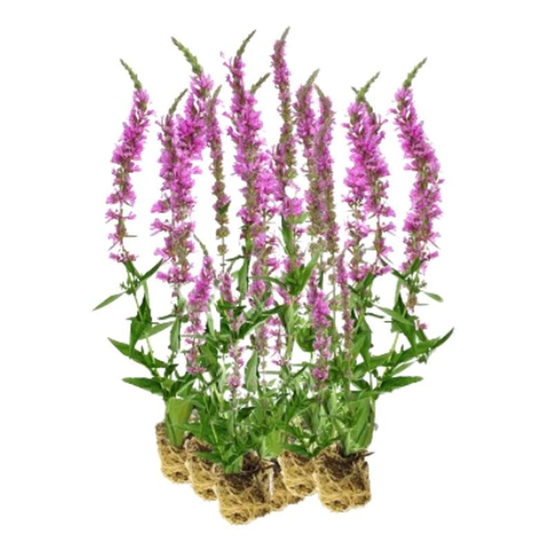 Salicaria - Lythrum Salicaria - 15 Plantas