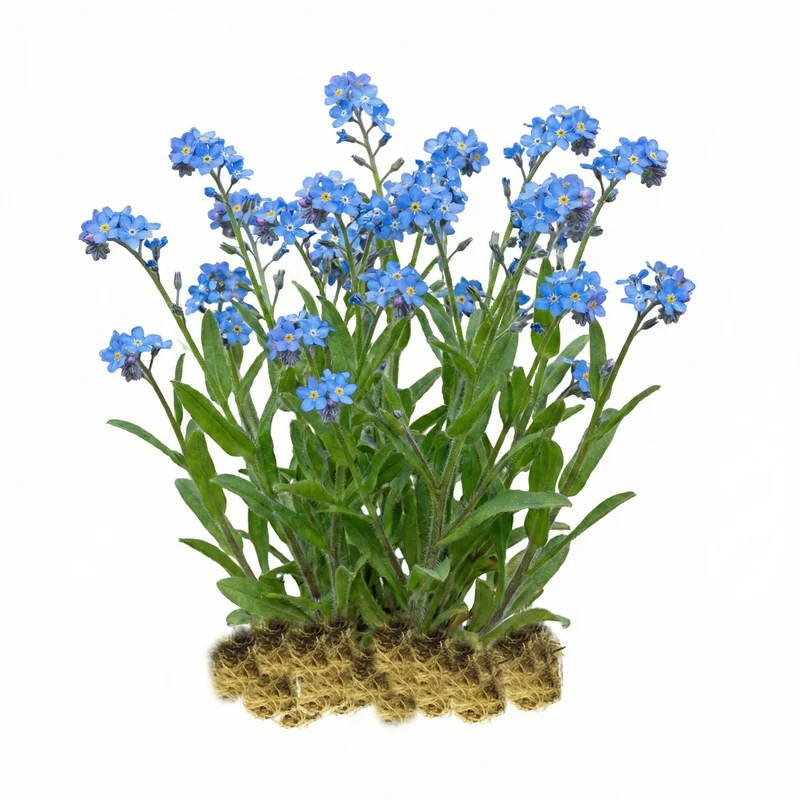 Nomeolvides Acuático - Myosotis Scorpioides - 15 Plantas