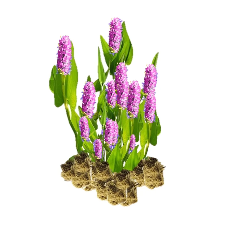 Pontederia Rosa - Pontederia Cordata - 15 Plantas