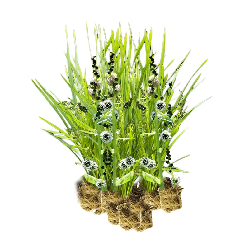 Platanaria - Sparganium Erectum - 15 Plantas