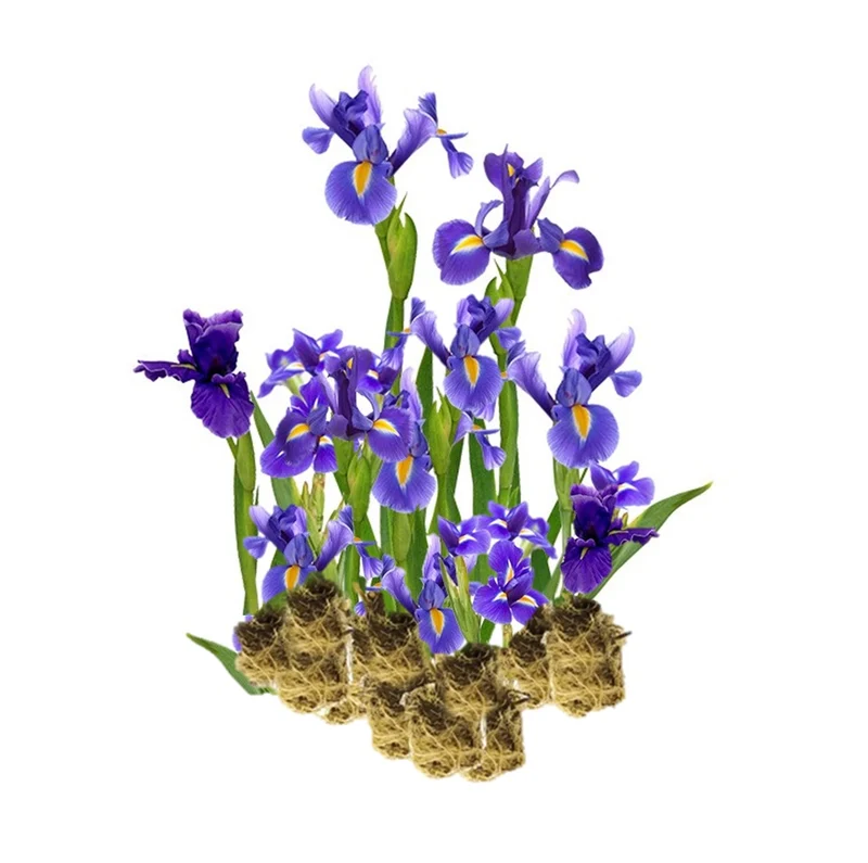 Lirio Azul - Iris Kaempferi - 15 Plantas
