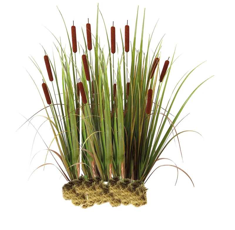 Espadaña - Typha Latifolia - 15 Plantas