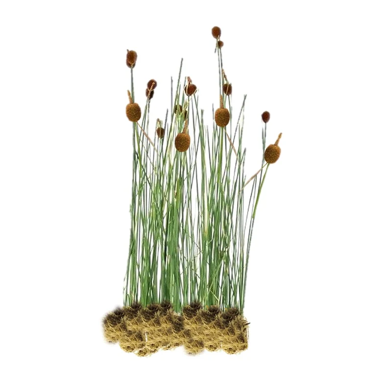 Espadaña Enana - Typha Minima - 15 Plantas