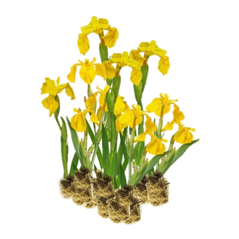 Lirio Amarillo - Iris Pseudacorus - 15 Plantas