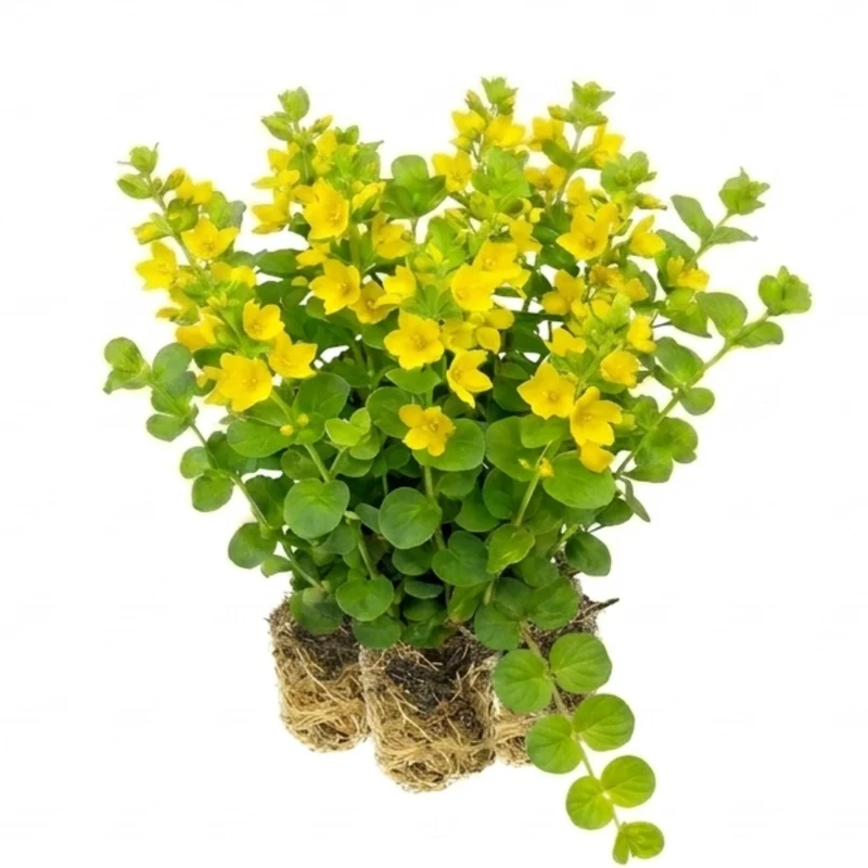 Hierba De La Moneda - Lysimachia Nummularia - 15 Plantas