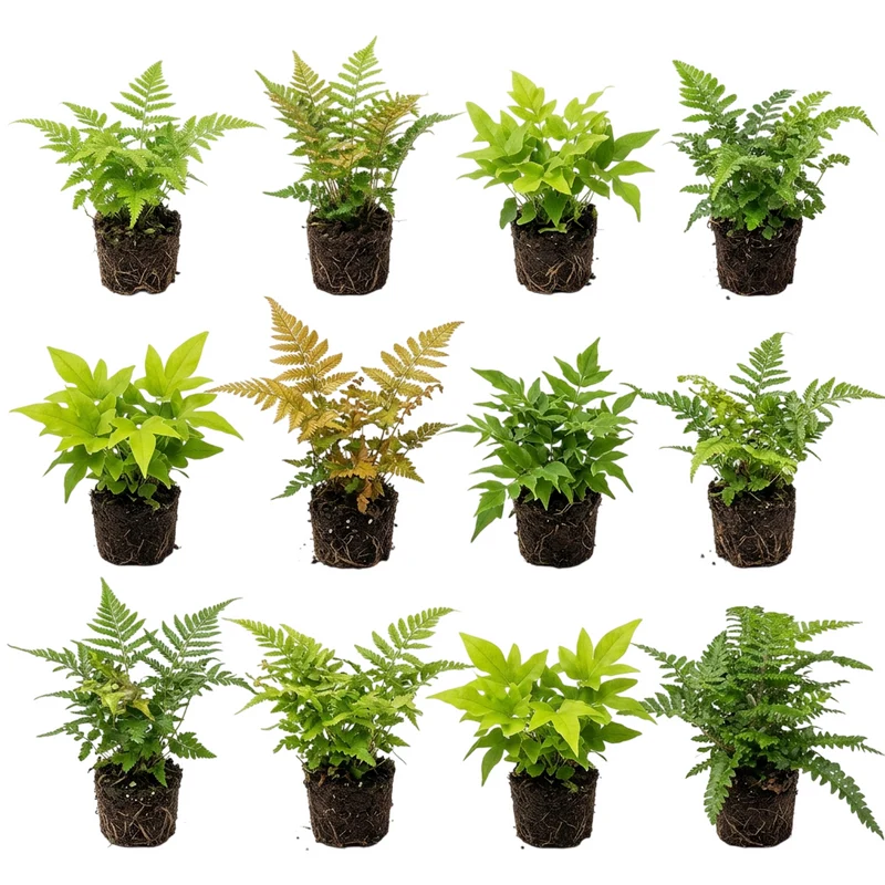 Helecho Exterior Mixto 12 Plantas P9 - Helecho Jardín Borde Estanque Resistente
