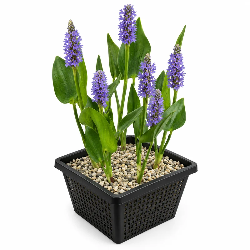 Pontederia Cordata Planta Estanque - Set 4 Plantas Con Cesta Y Sustrato Completo