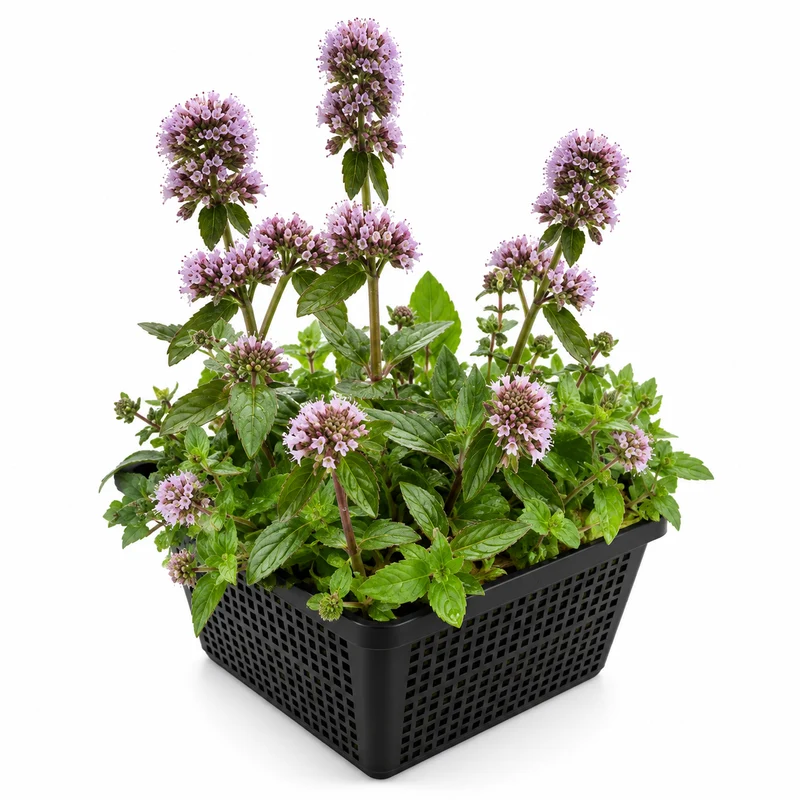 Menta Acuática Mentha Aquatica Estanque - Set 4 Plantas Con Cesta Y Sustrato