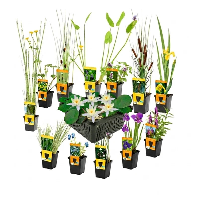 Set Sorpresa Plantas Estanque - 12 Plantas Incl. Nenúfar Blanco