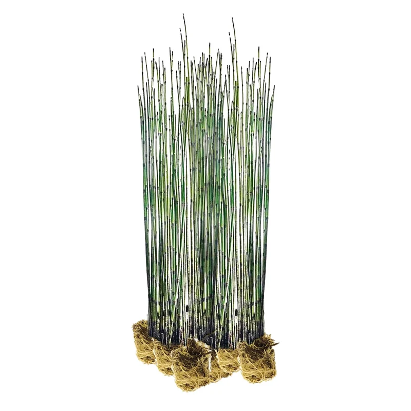Cola De Caballo Acuática - Equisetum Fluviatile - 15 Plantas