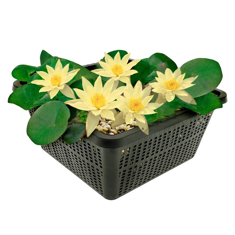Nenúfar Enano Amarillo - Planta Acuática - Incl. Cesta, Sustrato, Arcilla, Grava
