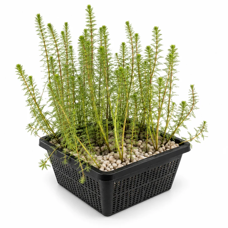 Cola Caballo Hippuris Vulgaris Estanque - Set 4 Plantas Oxigenante Con Cesta