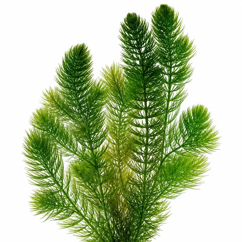 Ceratofilo Ceratophyllum Demersum Estanque - 2l Planta Oxigenante Flotante Algas