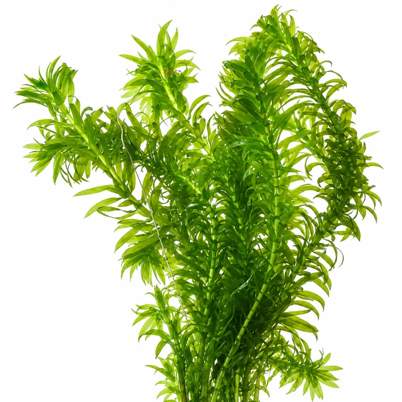 Elodea - Elodea Densa - 5 Unidades - Planta Oxigenante - Estanque