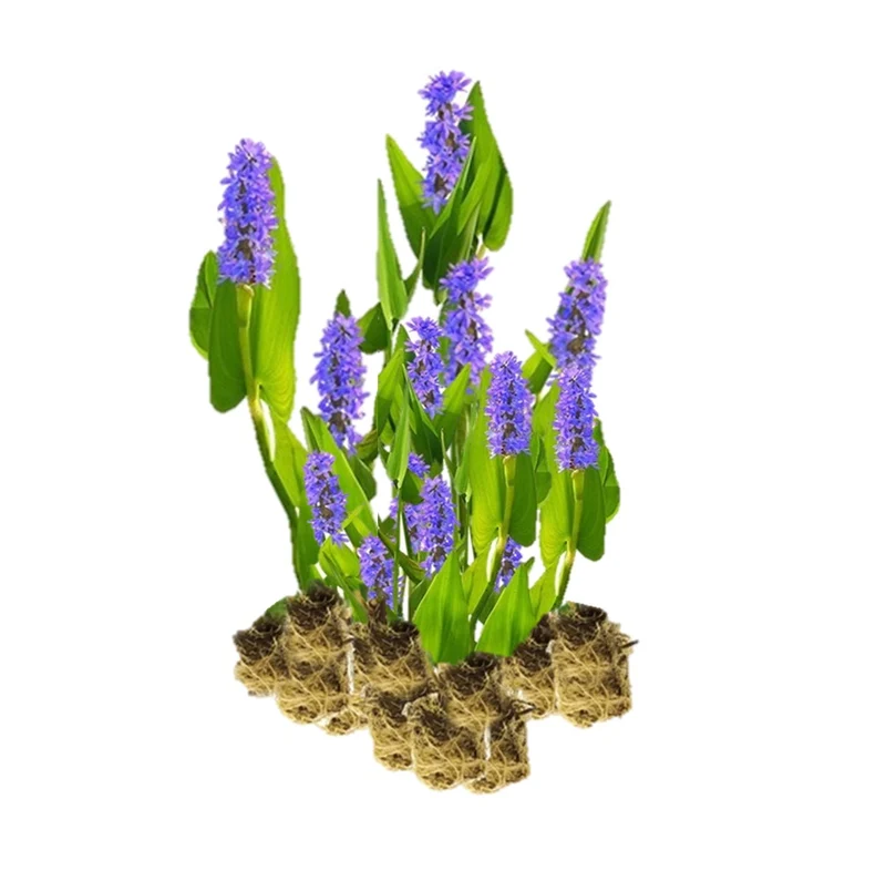 Pontederia - Pontederia Cordata - 15 Plantas
