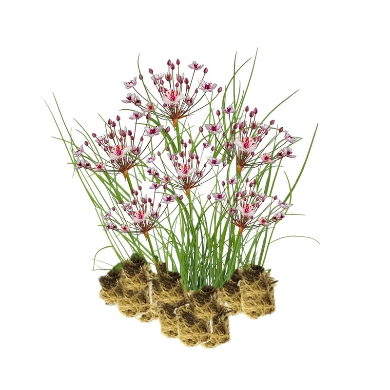 Junco Florido - Butomus Umbellatus - 15 Plantas