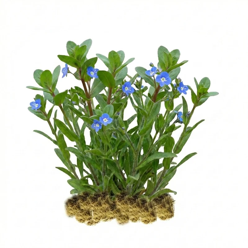 Verónica Acuática - Veronica Beccabunga - 15 Plantas De Ribera Purificadoras