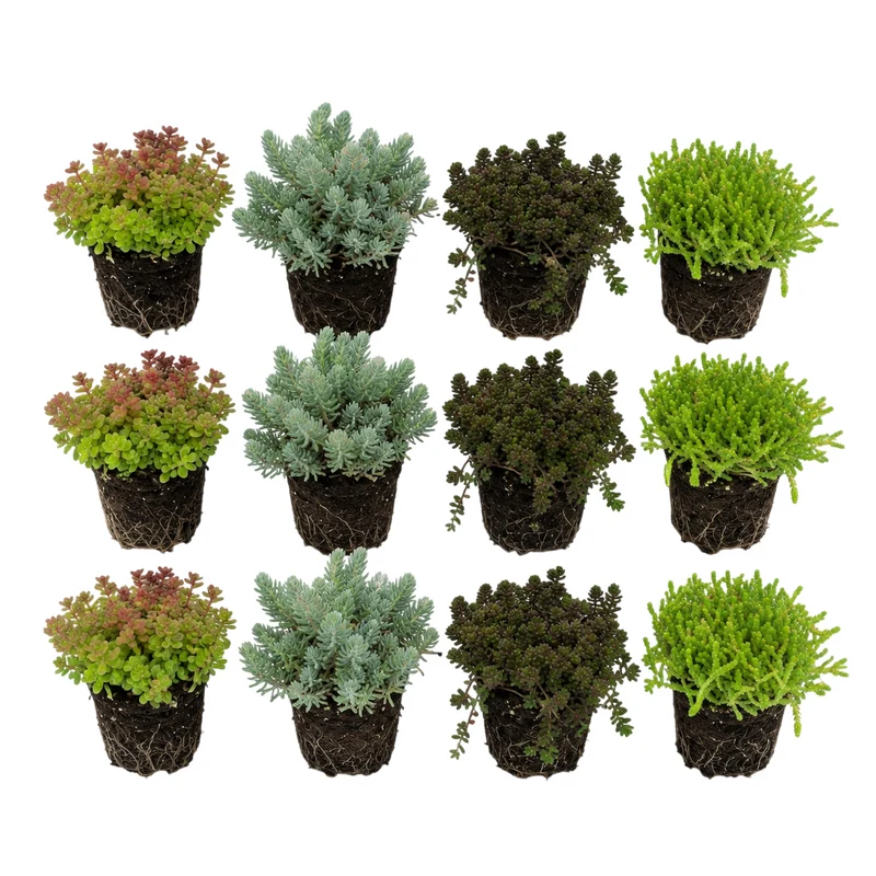 Sedum Siempreviva 12 Plantas - Mix Plantas Roca Borde Estanque - Resistente