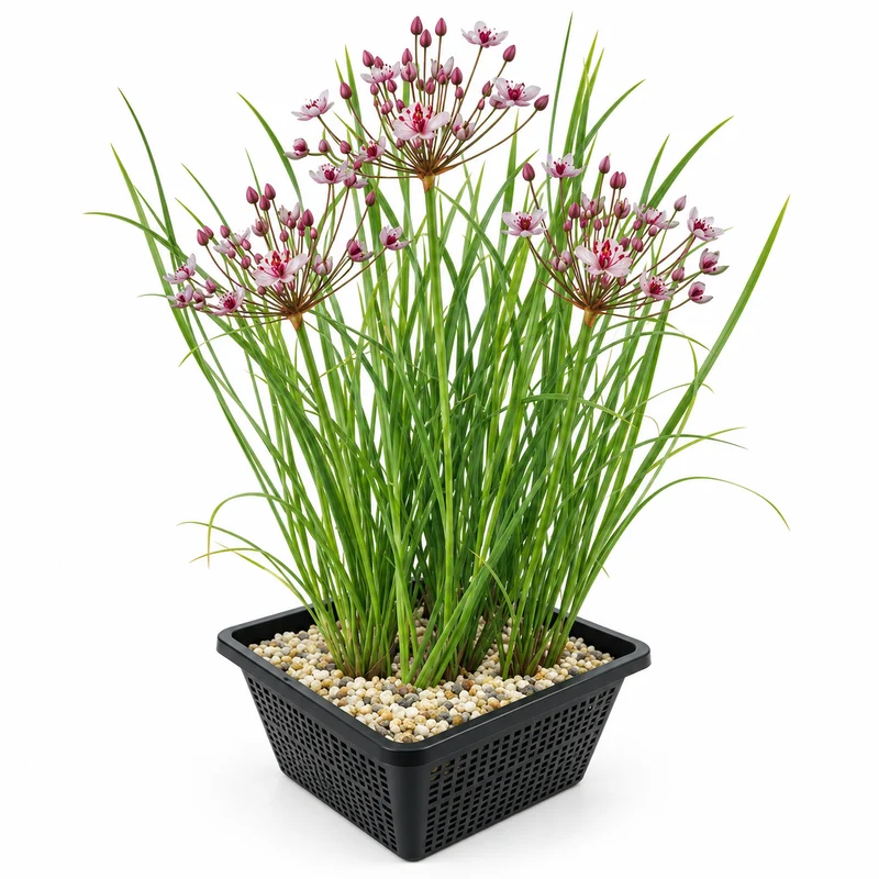 Junco Floreciente Butomus Umbellatus Estanque - Set 4 Plantas Con Cesta Sustrato