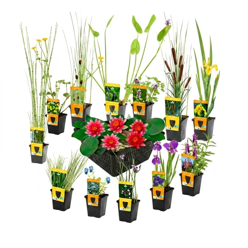 Set Sorpresa Plantas Estanque - 12 Plantas Incl. Nenúfar Rojo