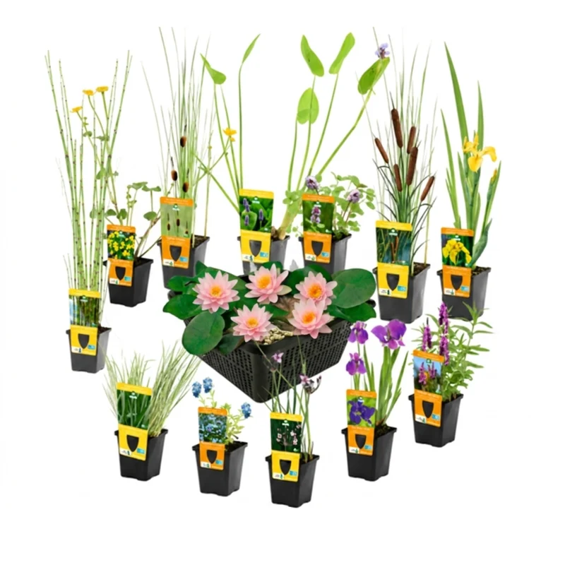 Set Sorpresa Plantas Estanque - 12 Plantas Incl. Nenúfar Rosa
