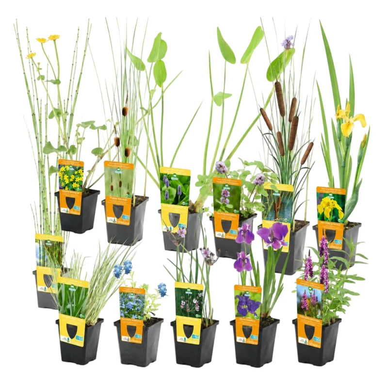 Set Sorpresa Plantas Estanque - 12 Plantas Resistentes Con Cestas