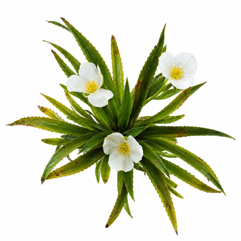 Estratiote Stratiotes Aloides Estanque - 5 Uds Planta Oxigenante Flotante