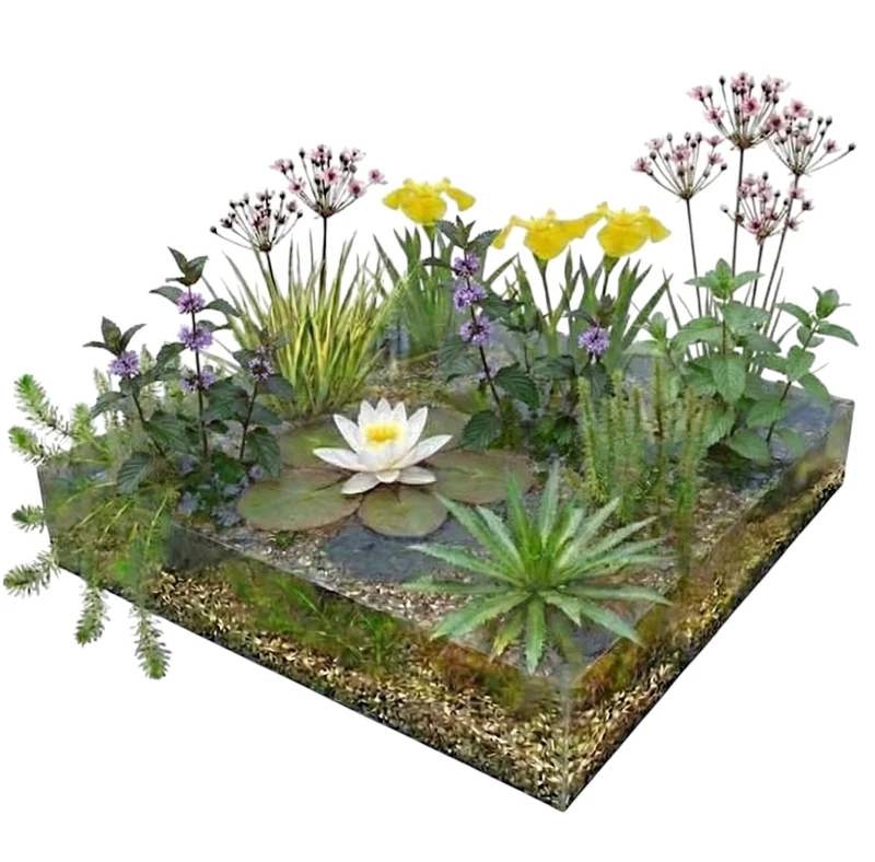 Pack Estanque Nativo 1.500-3.000l - Oxigenantes & Ribera - Nymphaea Alba