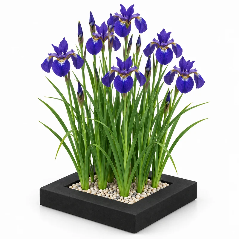 Isla De Plantas Iris Azul - 4 Plantas Acuáticas - Iris Kaempferi