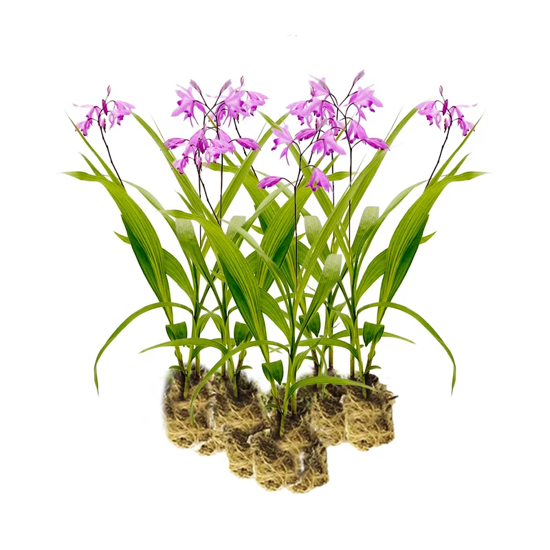 Orquídea Jacinto - Bletilla Striata - 15 Plantas