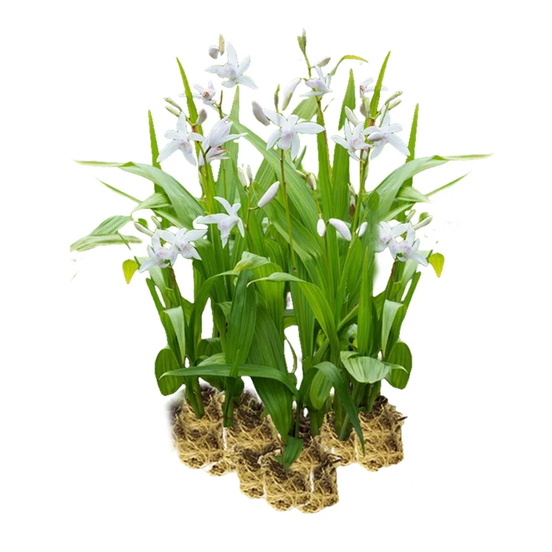 Orquídea Jacinto Blanca - Bletilla Striata 'alba' - 15 Plantas