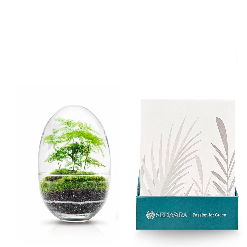 Terrario Madagascar Erawan Moss 15x22 Cm