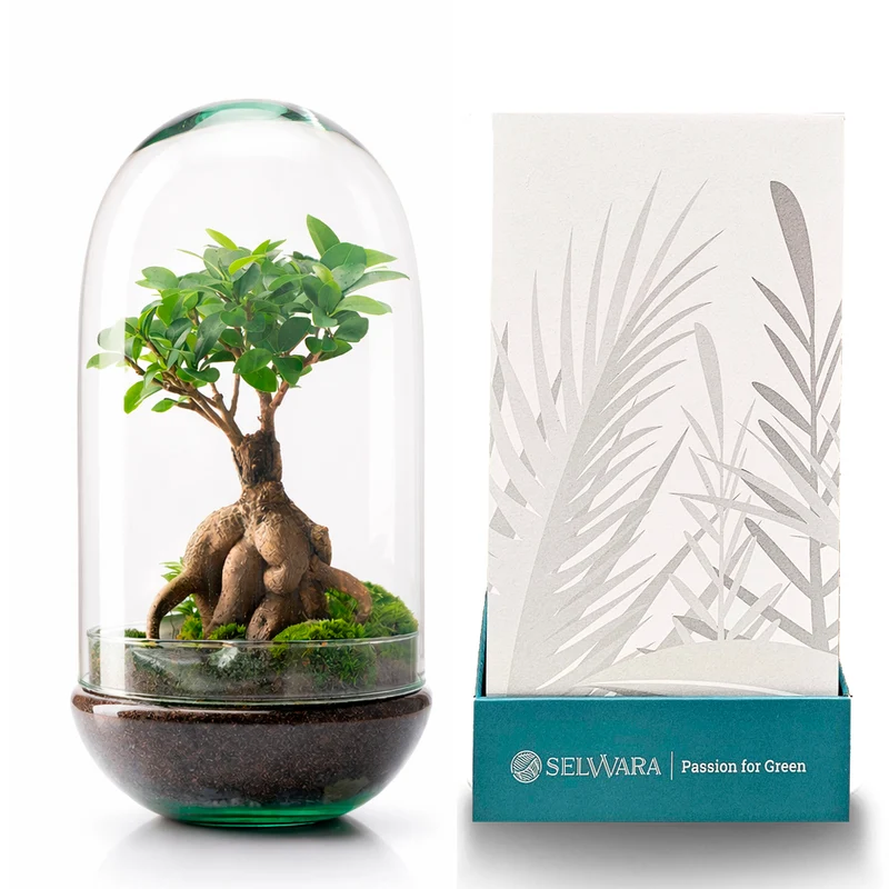 Terrario Madagascar Rain 19x36 Cm