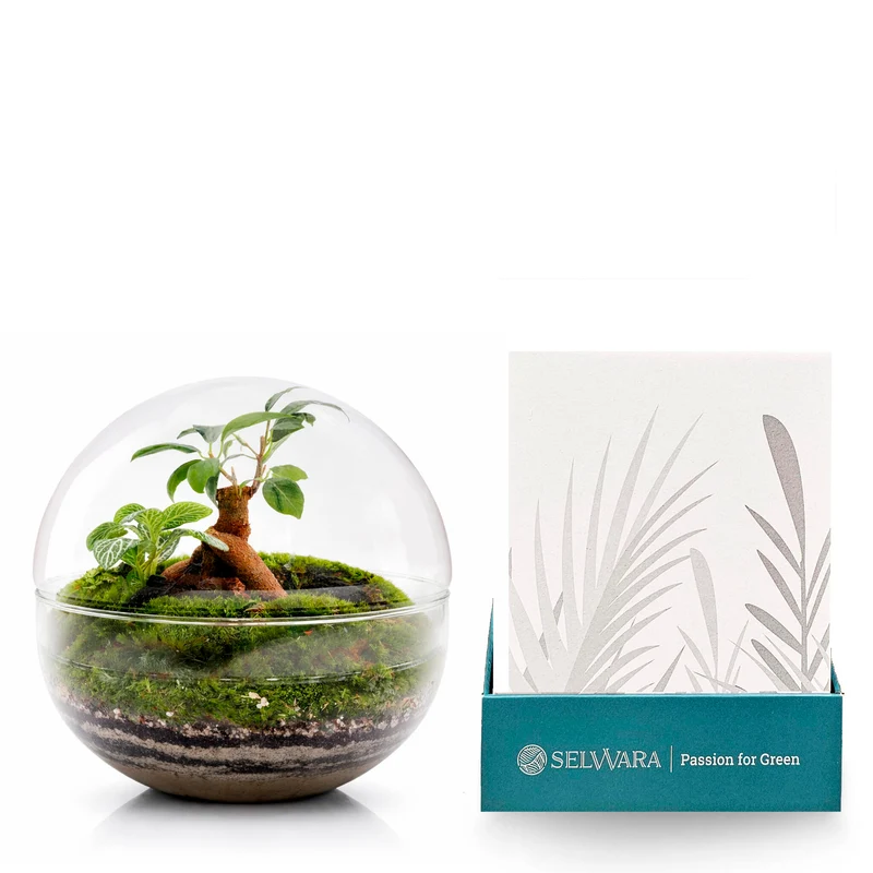 Terrario Borneo Forest 20x20 Cm