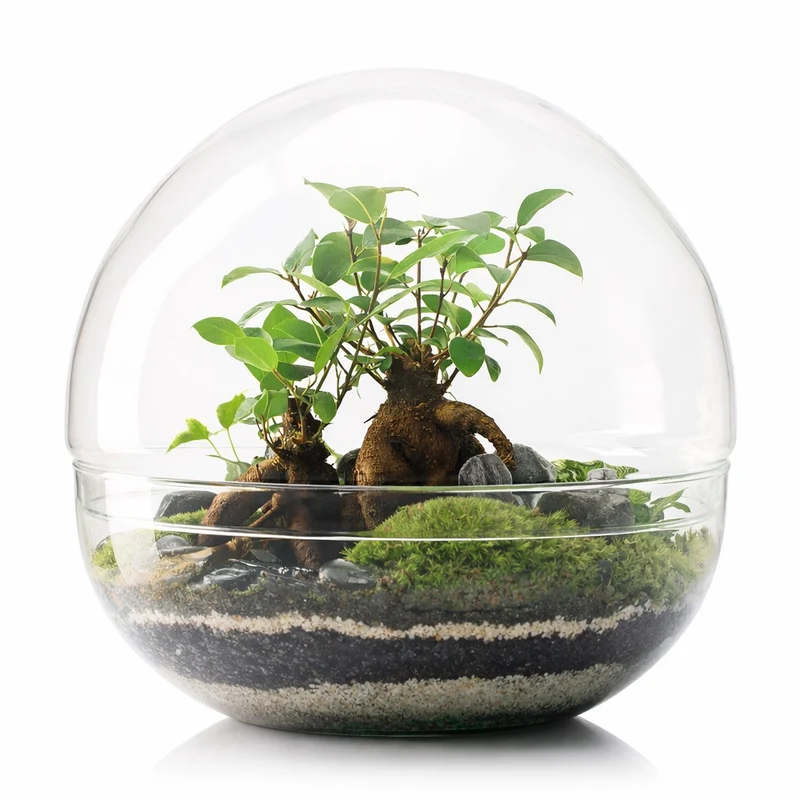 Terrario Borneo Terra 28x28 Cm