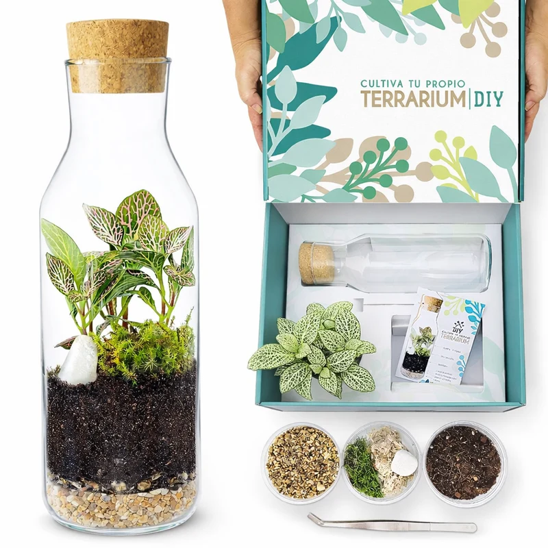 Terrarium Live Diy - Incluye Plantas Y Musgo