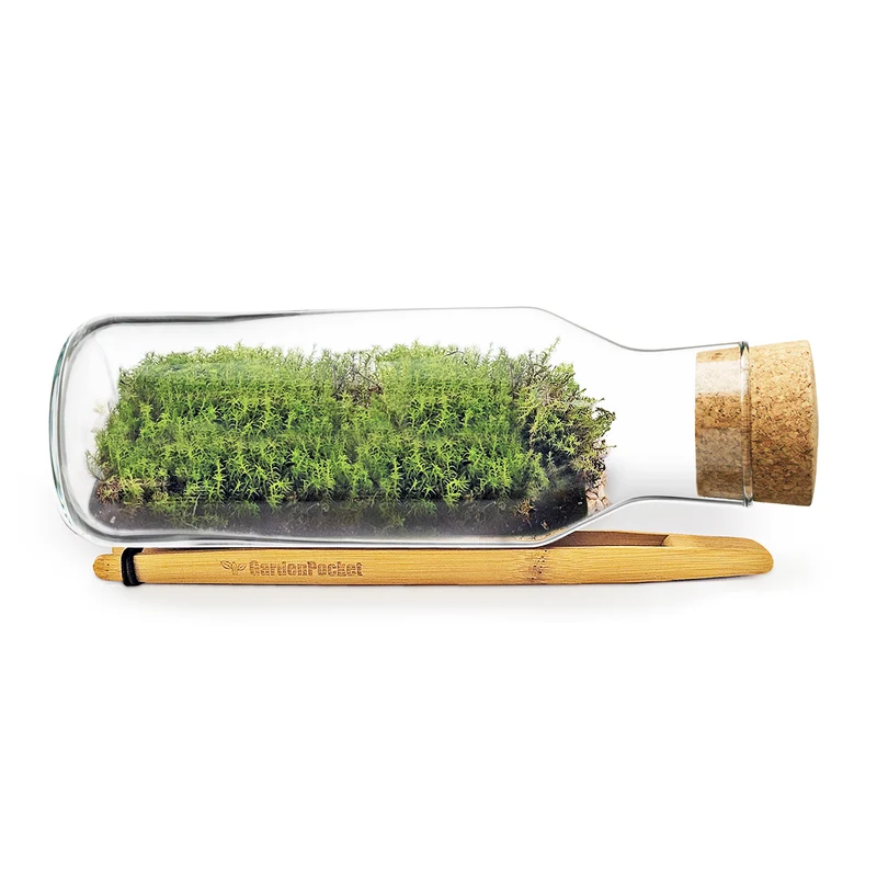 Mossarium Diy - Inlcuye Musgo Natural