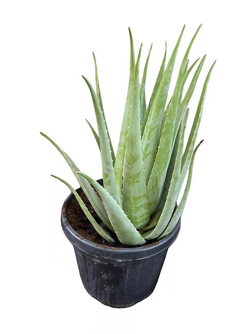 Aloe Vera Planta Natural Ecológica. Tamaño Mínimo De Las Hojas 55 Cm. Maceta 30 Cm. Planta De Más 23 Años