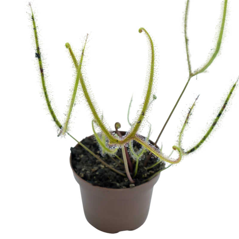 Drosera Binata Var. Dichotoma F. Pedata (giant) M9