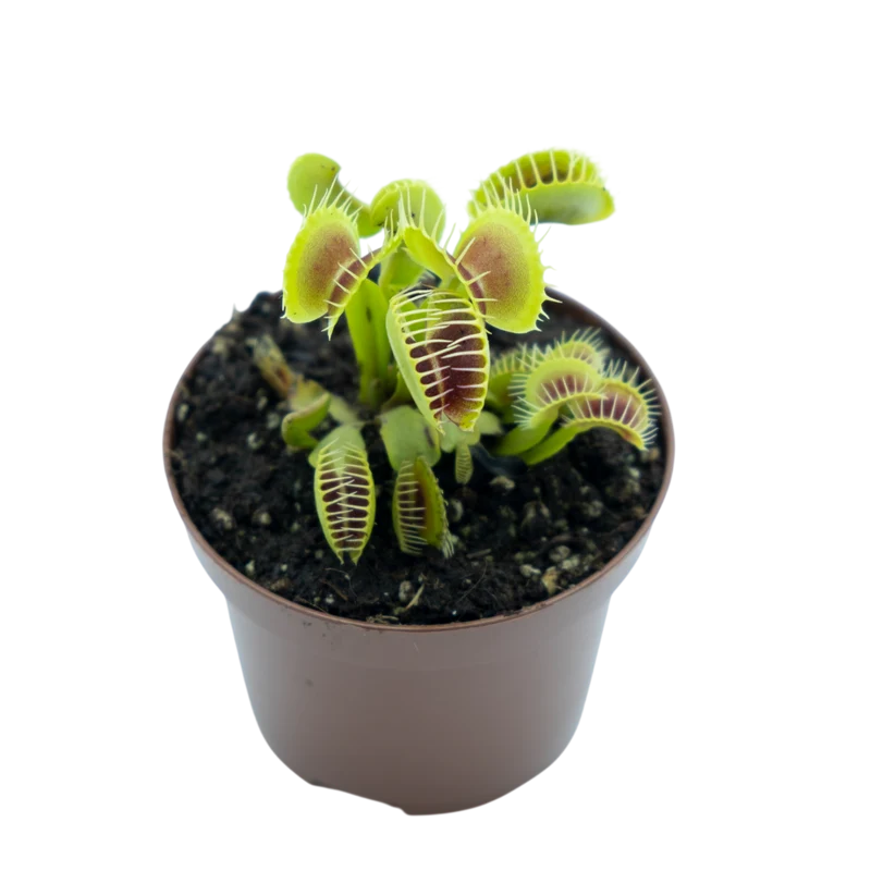 Planta carnívora de exterior Dionaea Muscipula M9