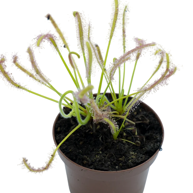 Drosera Capensis "alba" M9