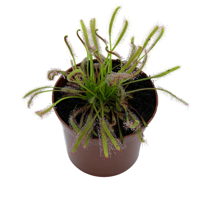 Drosera Capensis M9